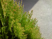 LG LG Viewty KU990
