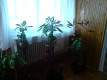 LG LG Viewty KU990