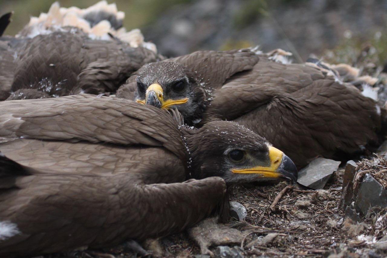 eagles