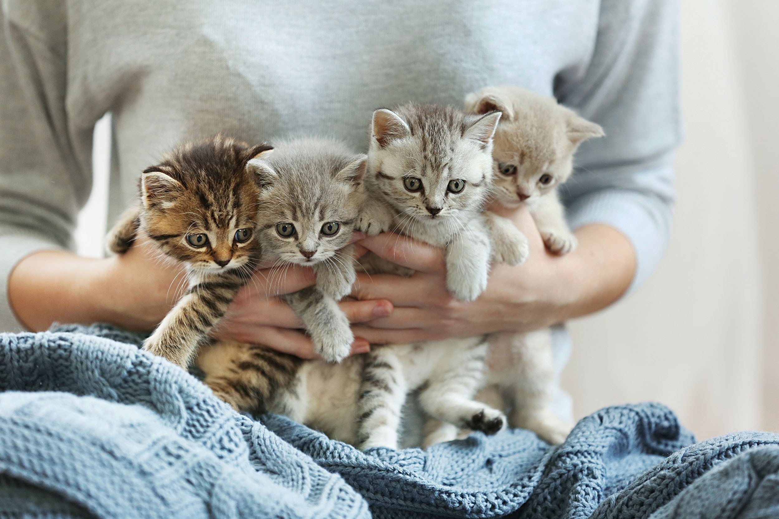 cats