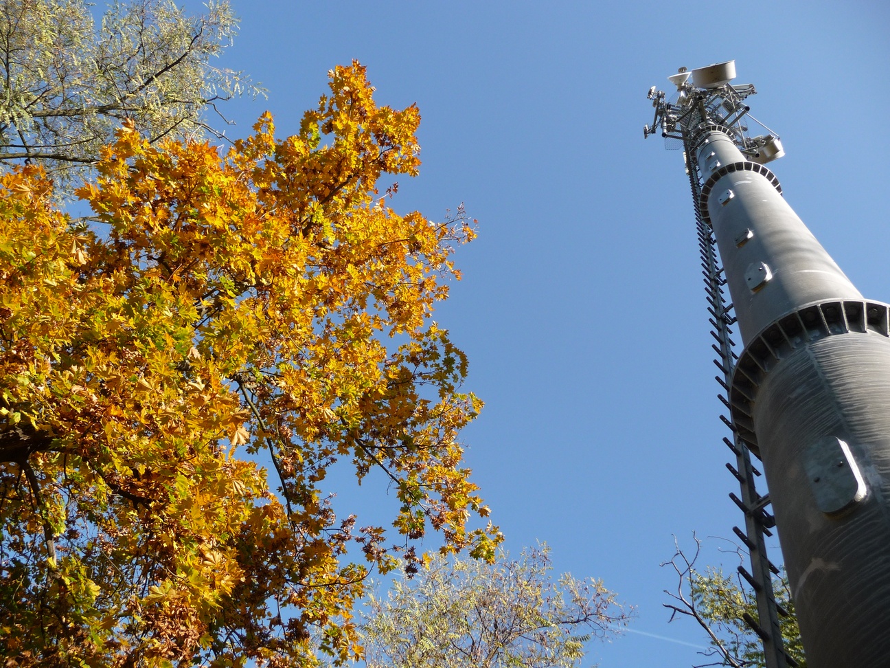 monopole_autumn