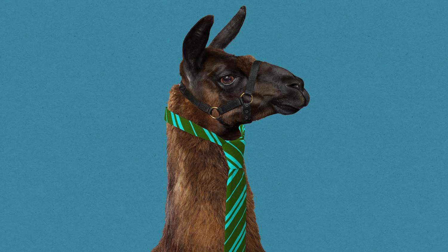 llama2-business2