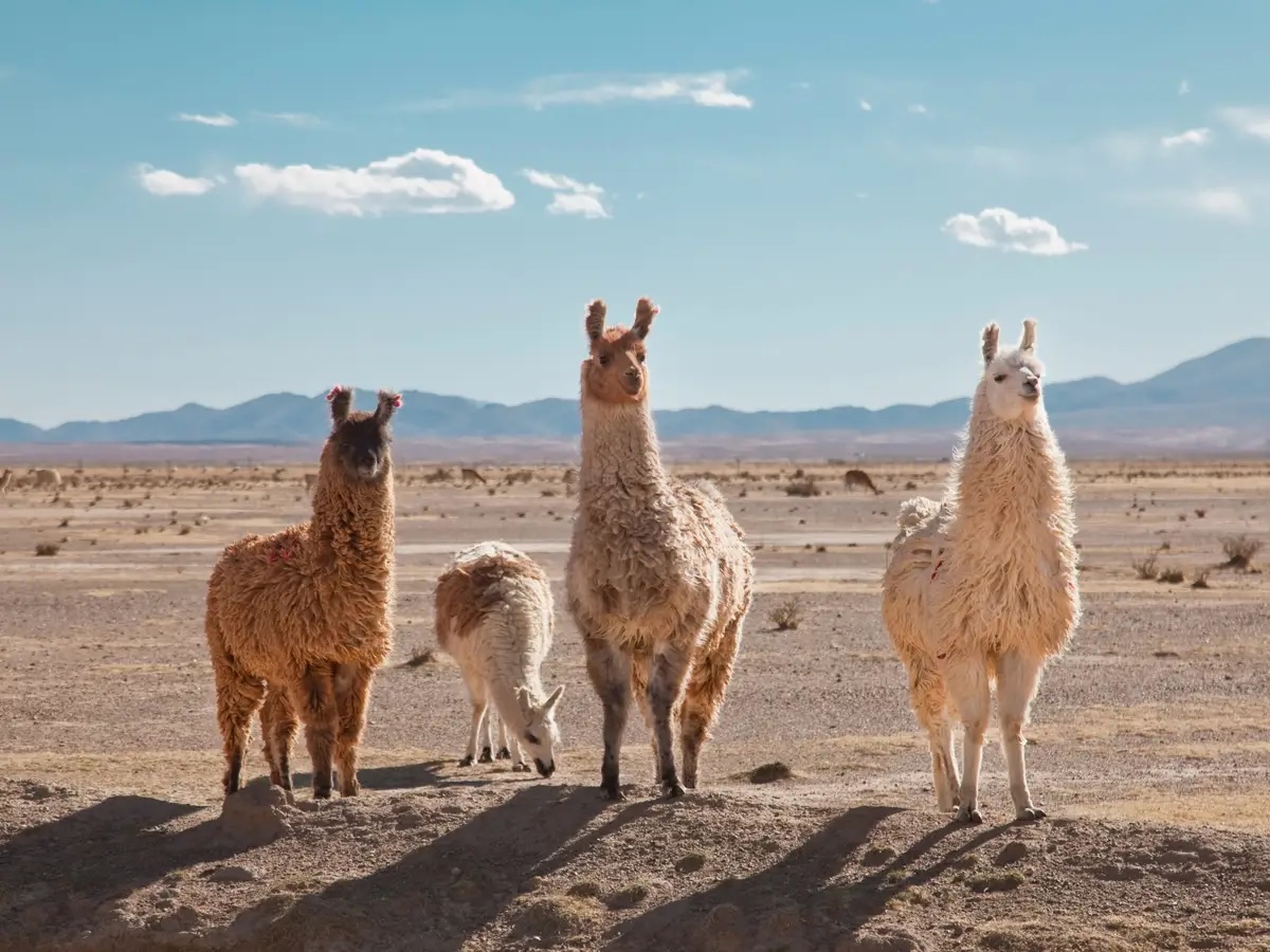 llama